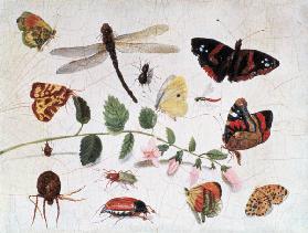 Butterflies, Insects and Flowers