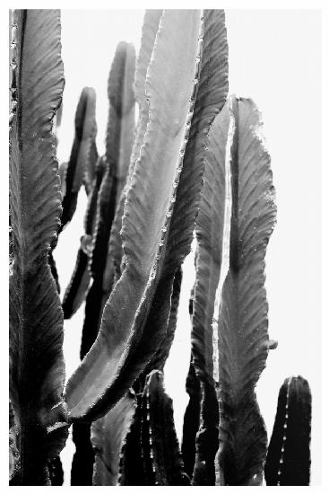 BOHO Cactus