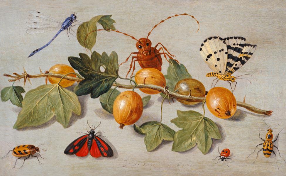 Still life of branch of gooseberries, with a butterfly, moth, damsel fly and other insects (oil on c