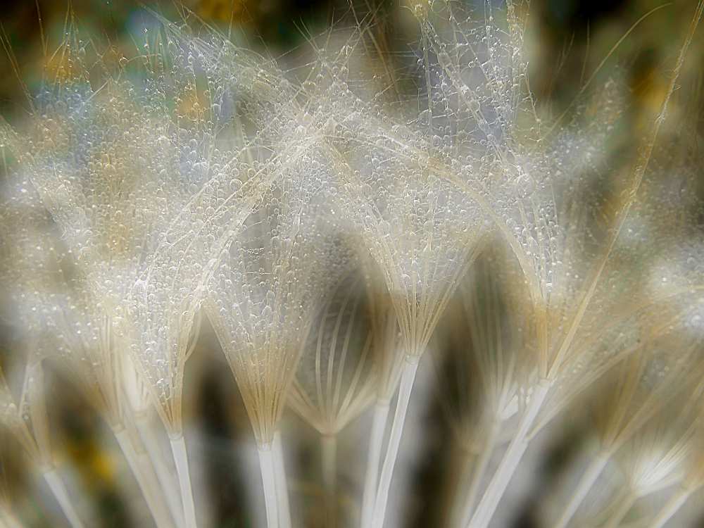 Fireworks nature... from Thierry Dufour