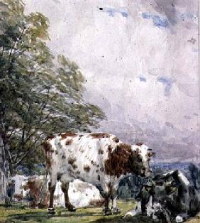 A Study of Cattle