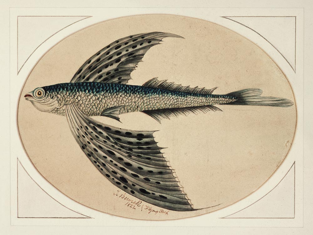 A Flying Fish from Thomas Bewick