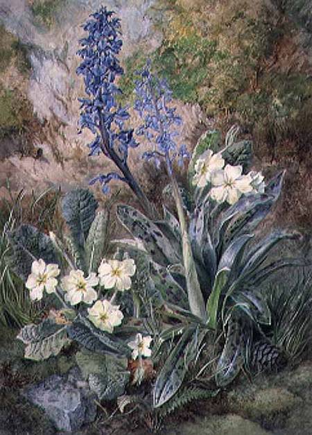 Purple Orchid and Primrose from Thomas Collier