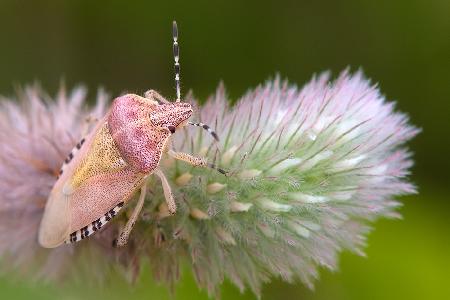 Dolycoris baccarum