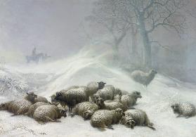 Sheep in a Snowstorm