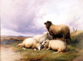 Sheep in a Landscape