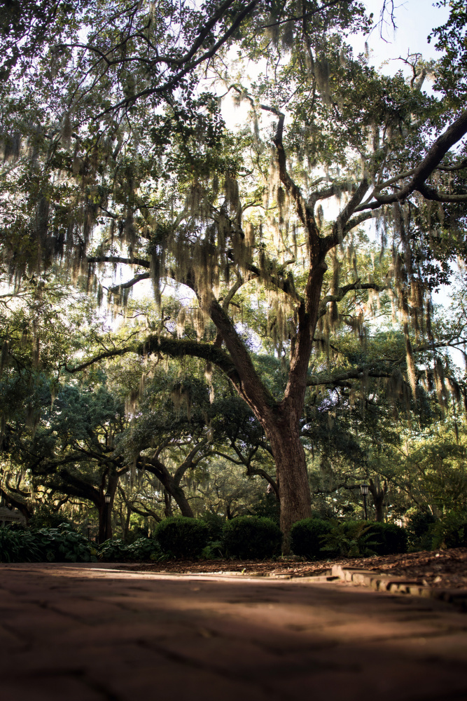 Oaks in Savannah from Tim Mossholder