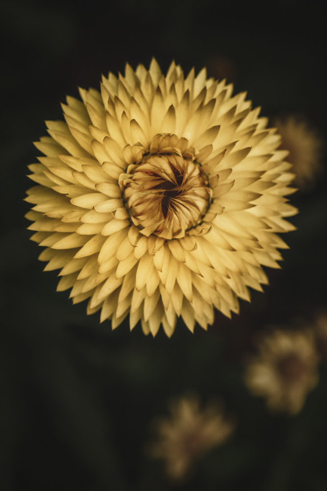 Yellow Floral Texture from Tim Mossholder
