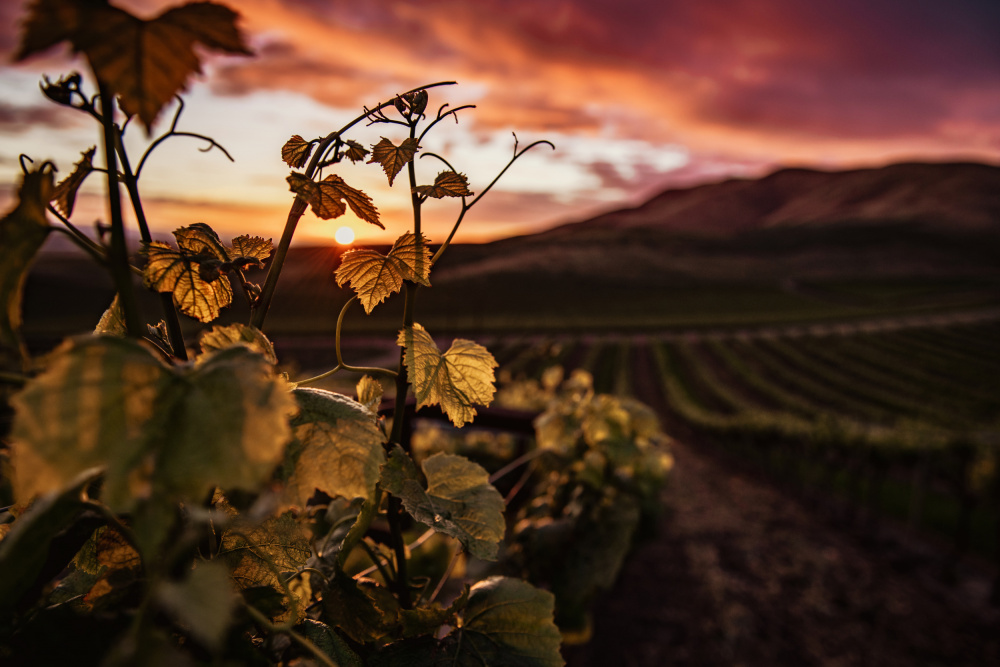 Vineyard at Sunset from Tim Mossholder