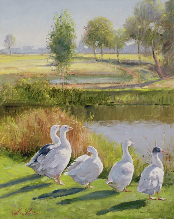 Gooseguard (oil on canvas)  from Timothy  Easton