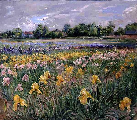 Cottages and Iris Field (oil on canvas)  from Timothy  Easton
