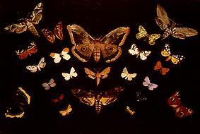 The butterflies from Tivadar Csontváry-Kosztka