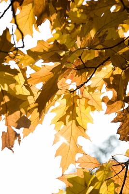 Eichenbaum mit bunten Blättern im Herbst from Tobias Ott