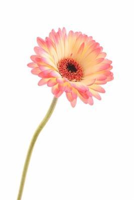 Gerbera