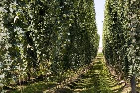 Hopfen