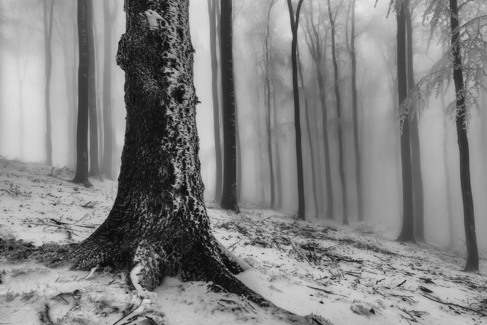 Forest from Tom Pavlasek