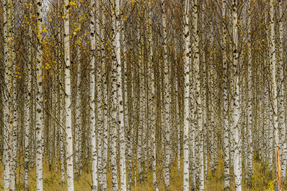 Birches from Torbjörn Gustafsson