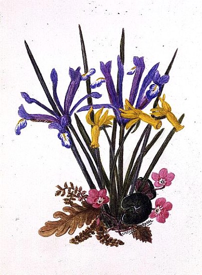 Iris reticulata, Cyclamen and Narcissus cyclamineus (w/c on paper)  from Ursula  Hodgson