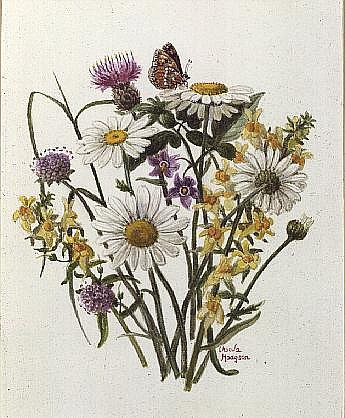 Knapweed, Ox-eye Daisy and Toad Flax (w/c on paper)  from Ursula  Hodgson