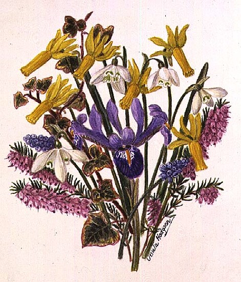 Snowdrop, Narcissus Cyclamineus, Iris Reticulata and Grape Hyacinth (w/c on paper)  from Ursula  Hodgson
