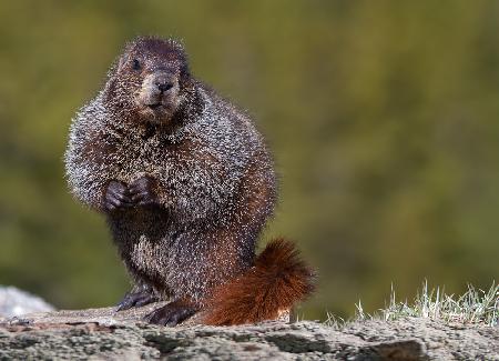 Woodchuck, Marmota monax
