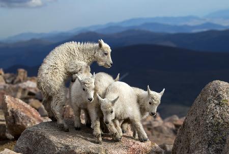 Baby Goats at play