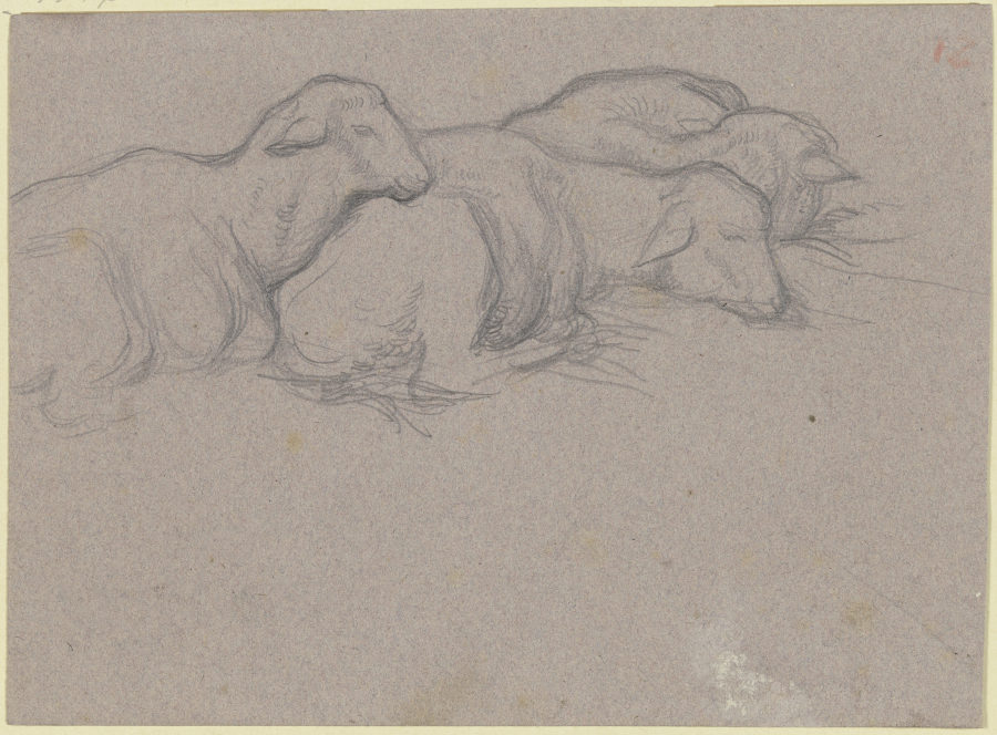 Drei beieinander liegende Schafe nach rechts from Victor Müller