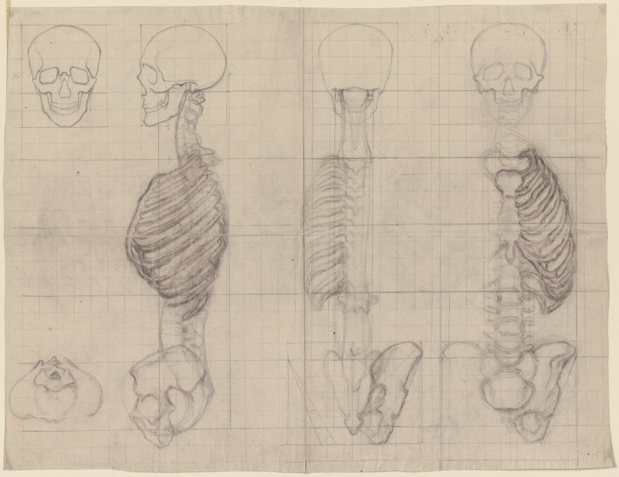 Studien nach dem menschlichen Skelett from Victor Müller