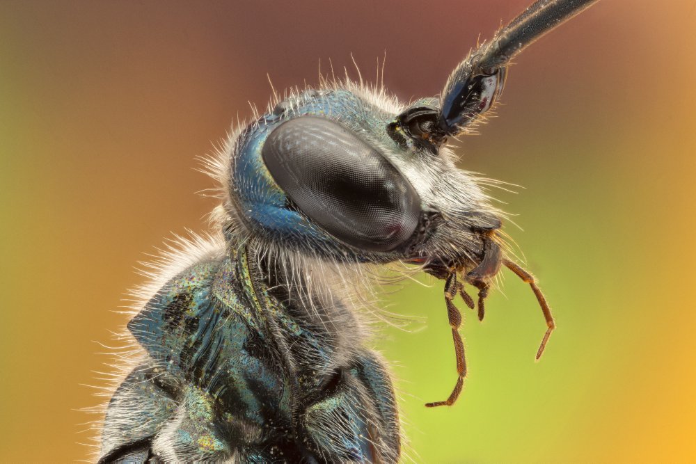 cockroach wasp from Vida