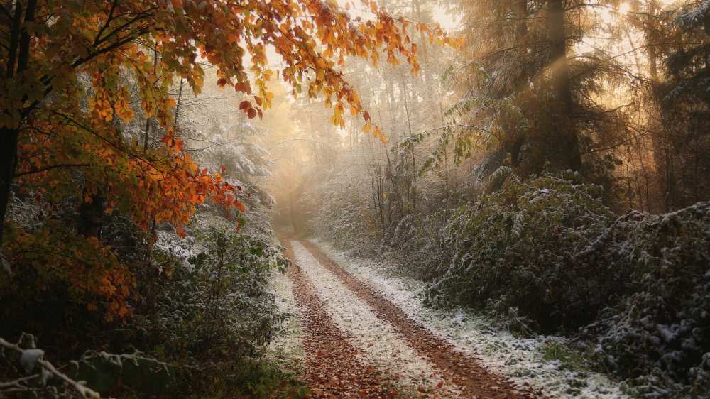Frosty Fall from Vincent Croce