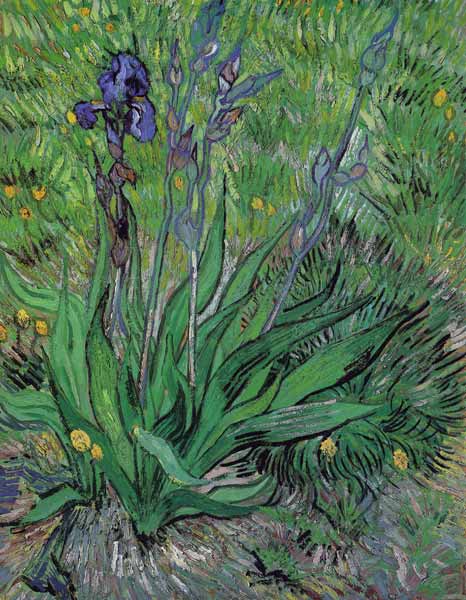 Iris from Vincent van Gogh