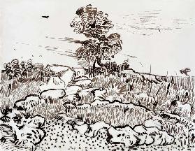 Rocky Ground at Montmajour, 1888-89 (pen, reed pen &