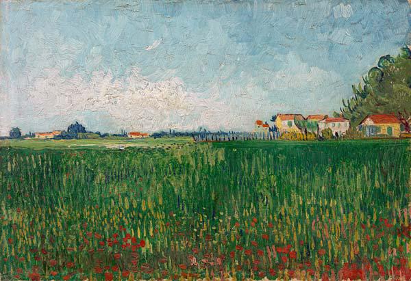 Field with poppies