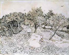 The Olive Trees (pen & ink on paper)