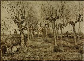 V.van Gogh, Pollard Birches / Draw./1884