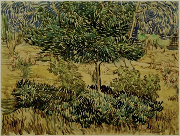 v.Gogh, Tree a.Bushes in Asylum Garden from Vincent van Gogh