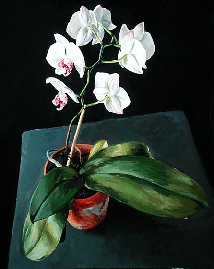 Orchid from  Vincent  Yorke
