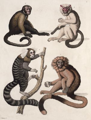 Monkeys (colour litho) from Vittorio Raineri