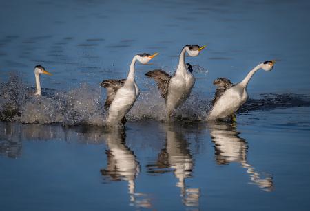 West Grebes