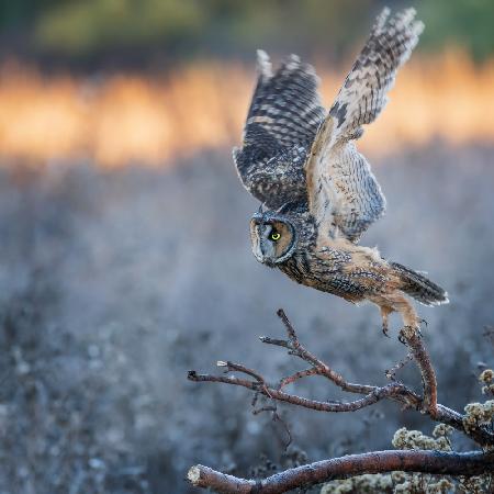 long-eared owl take off