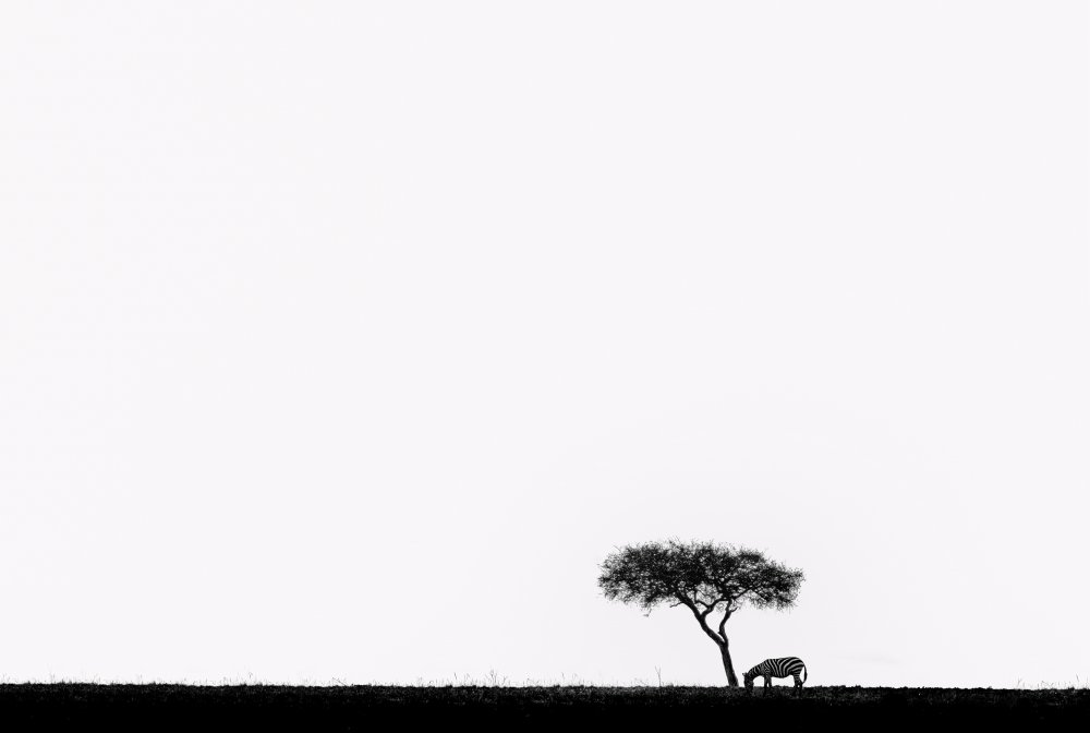 Africa from Wenjin Yu