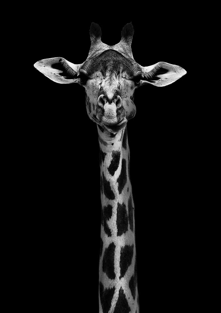 Giraffe Portrait from WildPhotoArt