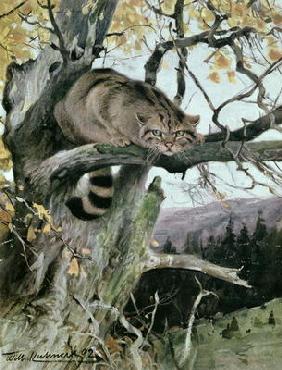 Wildcat in a Tree, 1902 (colour litho)