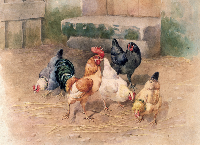 Chickens (w/c with bodycolour on paper) from William Baptiste Baird