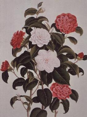 Camellia Japonica, from "A Monograph on the Genus of the Camellia"