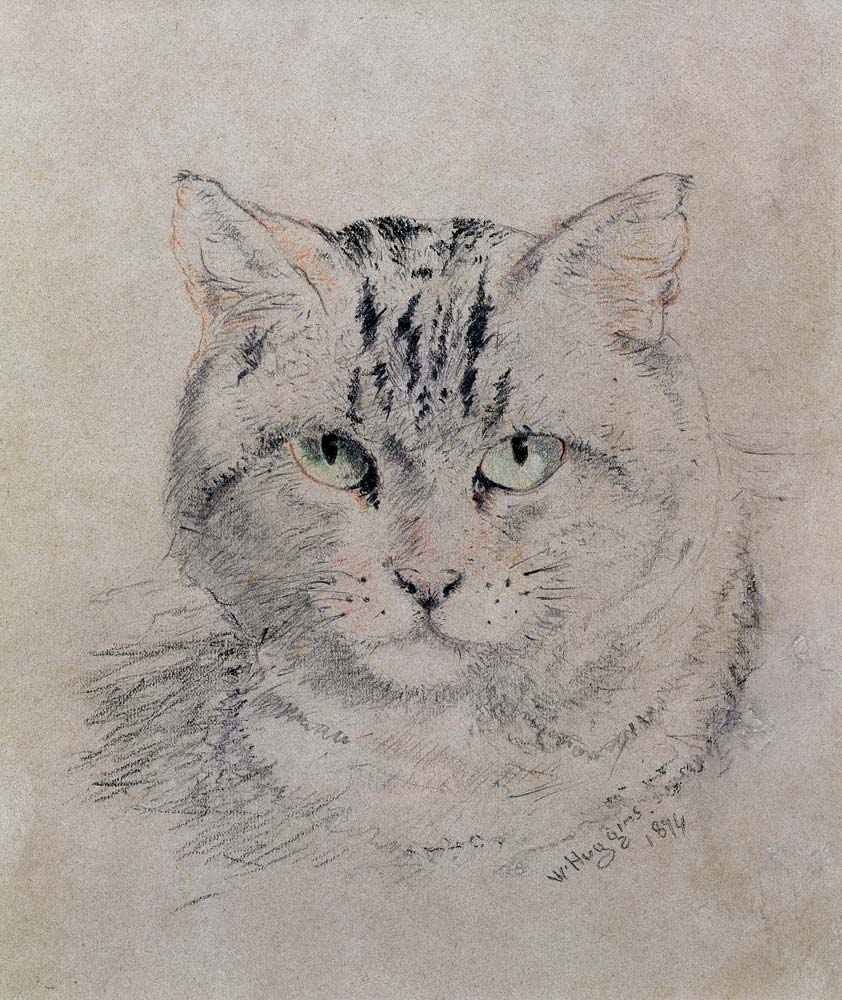 Tabby Cat, 1874 (pencil, crayon and from William Huggins