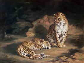 A Pair of Leopards