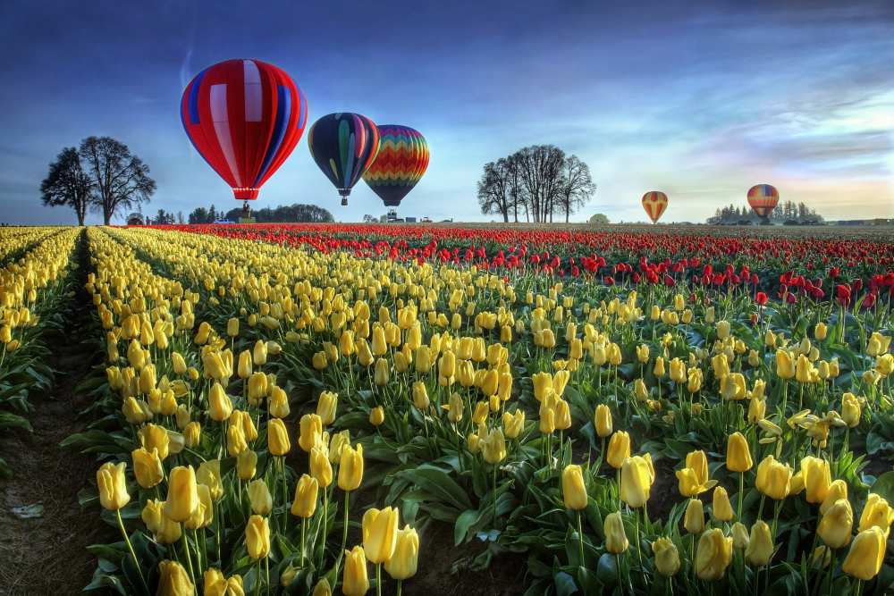 Hot air balloons over tulip field from William Lee