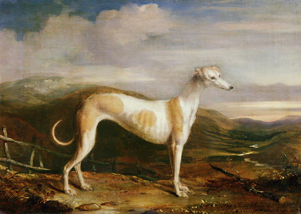 Greyhound from William u. Henry Barraud