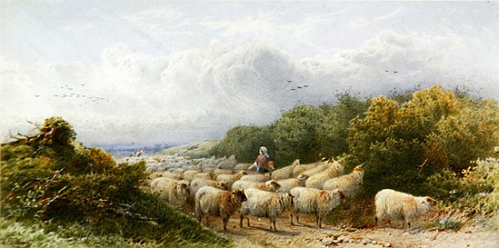 Sheep on the Downs from William W. Gosling